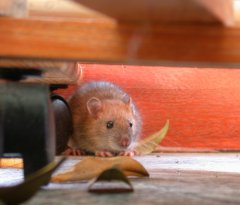 Maus